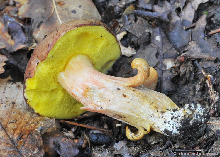 Xerocomus ferrugineus ?